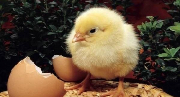 Doporučení, tím lépe krmit jednodenní kuřata doma